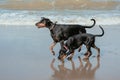 Happy dogs dobermans at the sea coast Royalty Free Stock Photo