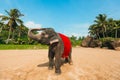 Happy and funny elephant covered in red cloak standing on the beach