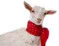 Happy funny goat Royalty Free Stock Photo