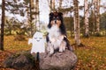 Happy funny Halloween postcard with sable white tricolor shetland sheepdog Royalty Free Stock Photo