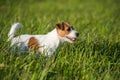 Jack Russell Dog is running on the green grass Royalty Free Stock Photo