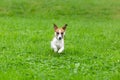 Happy funny Jack Russell Terrier dog playing, running and jumping on the green grass of the park Royalty Free Stock Photo