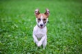 Happy funny Jack Russell Terrier dog playing, running and jumping on the green grass of the park Royalty Free Stock Photo