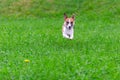 Happy funny Jack Russell Terrier dog playing, running and jumping on the green grass of the park Royalty Free Stock Photo