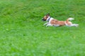 Happy funny Jack Russell Terrier dog playing, running and jumping on the green grass of the park Royalty Free Stock Photo