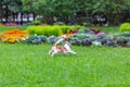 Happy funny Jack Russell Terrier dog playing, running and jumping on the green grass of the park Royalty Free Stock Photo