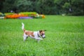 Happy funny Jack Russell Terrier dog playing, running and jumping on the green grass of the park Royalty Free Stock Photo