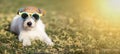 Happy funny pet dog wearing sunglasses, summer fun concept web banner Royalty Free Stock Photo