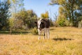 Happy funny single cow standing in the field, nature scenery, summer Royalty Free Stock Photo