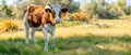 Happy funny single cow standing in the field, nature scenery, summer