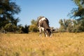 happy funny single cow standing in the field, nature scenery, summer