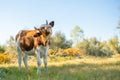 happy funny single cow standing in the field, nature scenery, summer