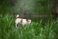 Happy funny terrier dog playing Royalty Free Stock Photo