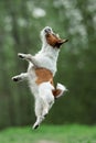 Happy funny terrier dog playing, running Royalty Free Stock Photo