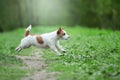 Happy funny terrier dog playing, running Royalty Free Stock Photo