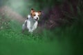 Happy funny terrier dog playing, running Royalty Free Stock Photo