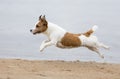 Happy funny terrier dog playing Royalty Free Stock Photo