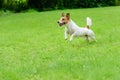 Happy funny terrier dog playing, running and jumping Royalty Free Stock Photo