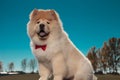 Happy furry little chow chow puppy dog wearing red bowtie