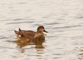 The happy Gadwall couple