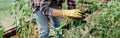 Close-up gardener woman in gloves and care tomatoes in greenhouse. Gardening and floriculture. Garden care