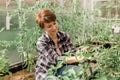 Happy gardener woman in gloves and care tomatoes in greenhouse. Gardening and floriculture. Garden care