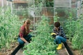 Happy gardener women in gloves and care tomatoes in greenhouse. Gardening and floriculture. Garden care