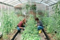 Happy gardener women in gloves and care tomatoes in greenhouse. Gardening and floriculture. Garden care