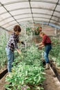 Happy gardener women in gloves and care tomatoes in greenhouse. Gardening and floriculture. Garden care