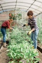 Happy gardener women in gloves and care tomatoes in greenhouse. Gardening and floriculture. Garden care