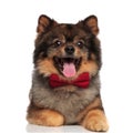 Happy gentleman brown pomeranian pants while lying