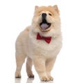 Happy gentleman chow chow pants and looks up