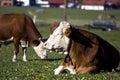 Happy german cows on green grass