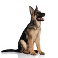 Happy german shepard looks to side while wearing golden collar Royalty Free Stock Photo