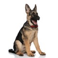 Happy german shepard wearing red bowtie looks to side Royalty Free Stock Photo