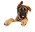 Happy German-Shepherd above banner on white background Royalty Free Stock Photo