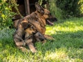 German Shepherd bitch with puppy dog sitting in the grass Royalty Free Stock Photo