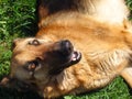 Happy German shepherd dog lying on his back on green grass, fooling around, looking at camera Royalty Free Stock Photo