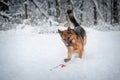 Happy german shepherd dog playing with a ball in the winter forest, beautiful tail Royalty Free Stock Photo