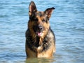 Happy german shepherd dog playing in the sea Royalty Free Stock Photo