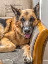 Happy German Shepherd lying on sofa Royalty Free Stock Photo