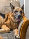 Happy German Shepherd lying on sofa Royalty Free Stock Photo