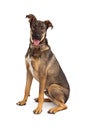 Happy German Shepherd Mixed Breed Dog Sitting Royalty Free Stock Photo