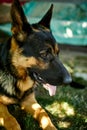 Happy German Shepherd in profile with a protruding Royalty Free Stock Photo