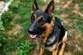 Happy German Shepherd in profile with a protruding Royalty Free Stock Photo