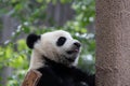 Close up smart female panda, Mei Lan aka Rou Rou Royalty Free Stock Photo