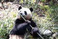 Close up smart female panda, Mei Lan aka Rou Rou Royalty Free Stock Photo