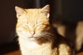 Happy ginger cat face with closed eyes. Pet portrait Royalty Free Stock Photo