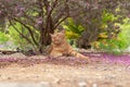 Happy ginger cat under a tree looking calm. Royalty Free Stock Photo