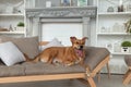 Happy ginger mixed breed dog in luxurious bright colors classic style bedroom